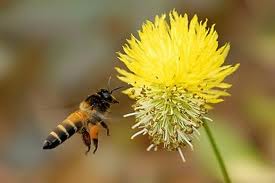 Berbagai Jenis Madu dari lebah  oleh lebah  untuk 