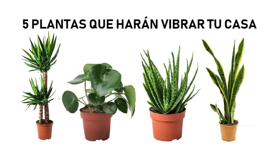 5 plantas que provocarán una explosión de energía positiva en tu hogar - EL  CLUB DE LOS LIBROS PERDIDOS