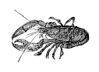 lobster sea life illustration digital download