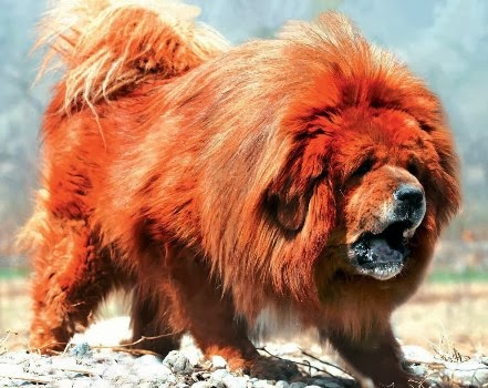 Pelo vermelho cachorro Clearance