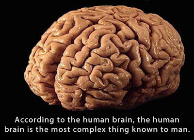 strange-true-facts-brain.jpg