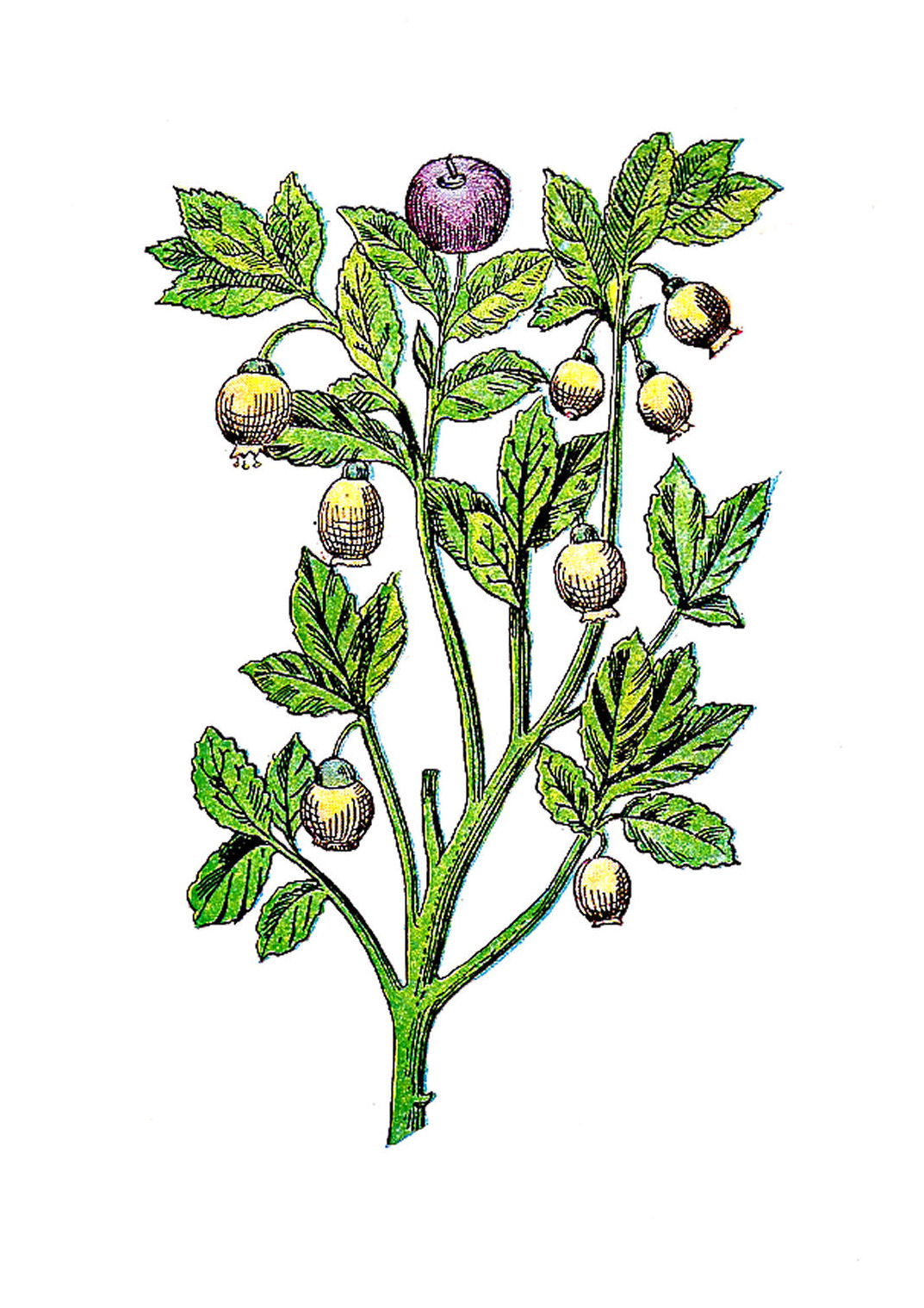 Antique Images Free Vintage Botanical Graphic Vintage