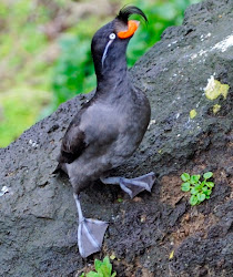 scent auklet centipede animals sweet crested cherry funny