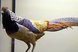 9 Hewan Unik Hasil Dari Perkawinan Silang