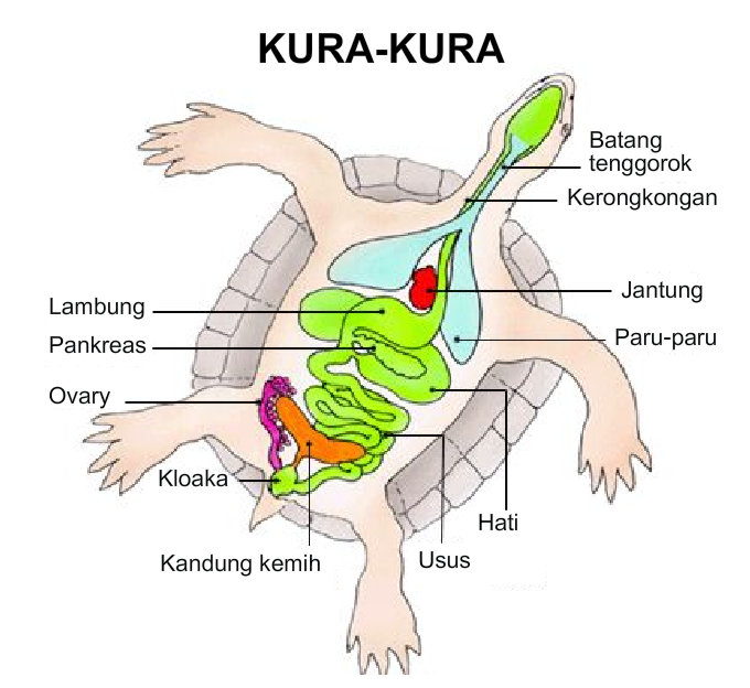 620 Gambar Hewan Dan Fungsi Tubuhnya Terbaru Gambar Hewan 620 Gambar Hewan Dan Fungsi Tubuhnya Terbaru Gambar Hewan
