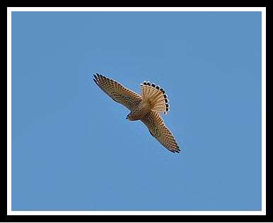 Cernícalo vulgar (Falco tinnunculus)