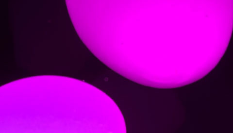 Purple lava lamp. Purple lava lamp. Video clip adapted for use with an accessibility switch.