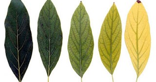 Image result for daun kangkung warna kuning
