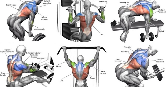 Building Back Muscles - 3 Mass Building Back Exercises - all ...
