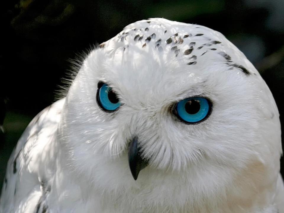 ELFAUSTO DAFAK!? Los ojos de los animales nocturnos. ELFAUSTO DAFAK!? Los ojos de los animales nocturnos.