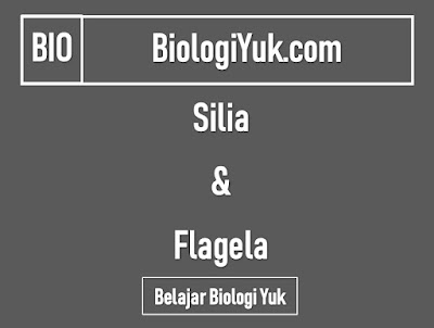 silia dan flagela silia dan flagela