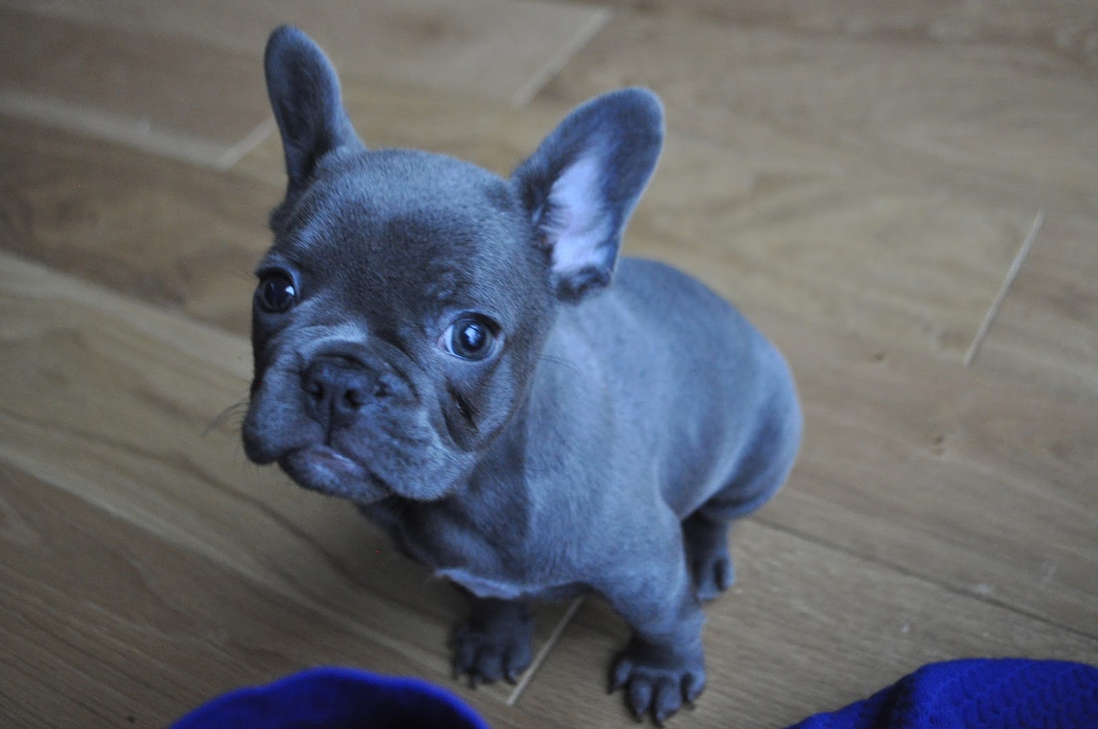 The Blue French Bulldog! 12 things to know about this