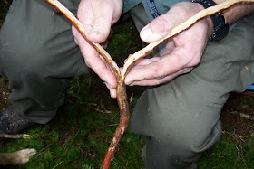 BUZZARD BUSHCRAFT: Spruce root cordage