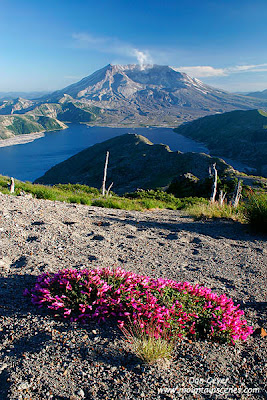 Mount St. Helens above flowers near summit of Mount Margaret in Mount St. Helens National Volcanic Monument, Washington.