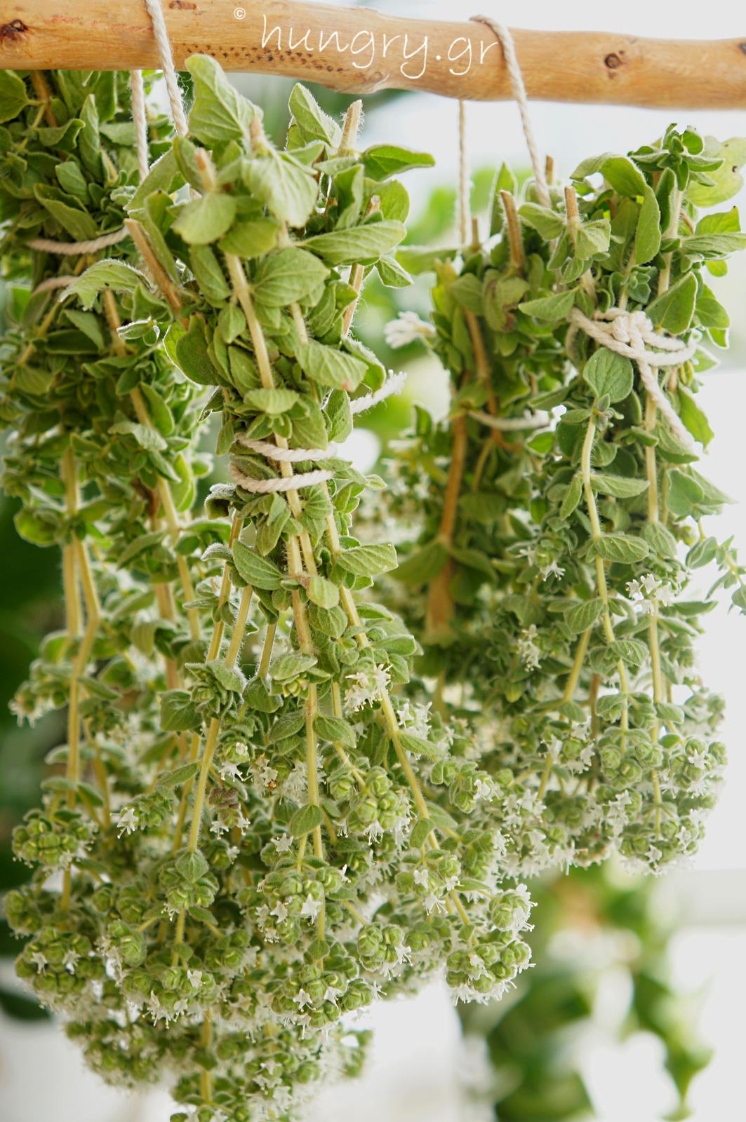 Kitchen Stories Picking & Drying of Fresh OreganoDIY