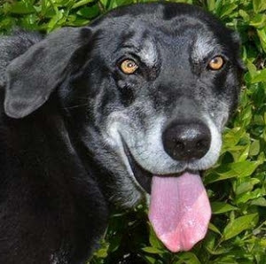 Archie - a lab mix, loses over 20 lbs, but finds his forever home