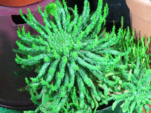 Fort Wayne Home and Garden Show succulents