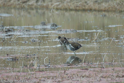 Gallineta común (Gallinula chloropus)