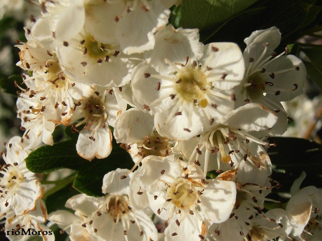 MAJUELO en flor Crataegus monogyna