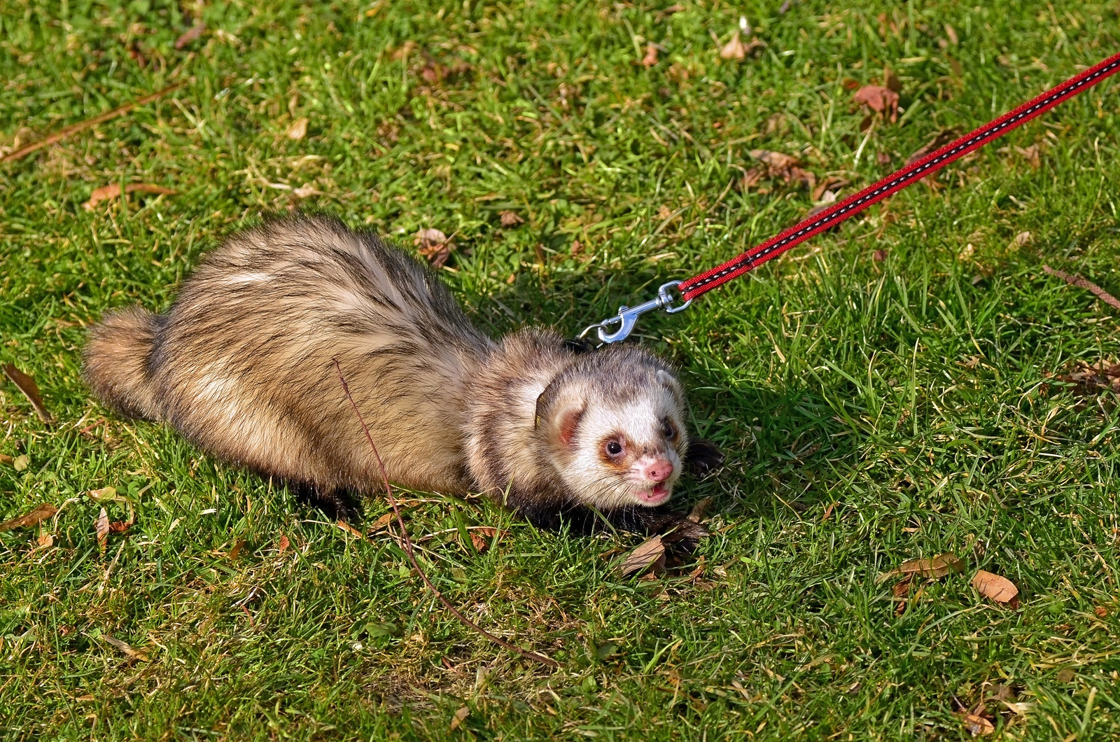Exotic Pet Keepers Ferrets as Pets