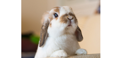 Holland Lop Rabbit personality