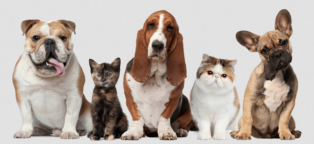 Hot Spot Dog cats Home Remedy Hot Spot Dog cats Home Remedy