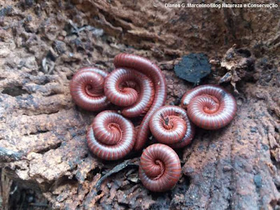 Indivíduos de piolho-de-cobra ou embuá. Animal participa do processo de decomposição da matéria orgânica. Foto: Dianes G. Marcelino/ blog Natureza e Conservação piolho-de-cobra, embuá, cobra tem piolho, gongolos, maria-café, o que é piolho de cobra, veneno, fotos, fotos de piolho de cobra, imagens, animal, natureza, blog natureza e conservação, compostagem, resíduos, cobras, animais