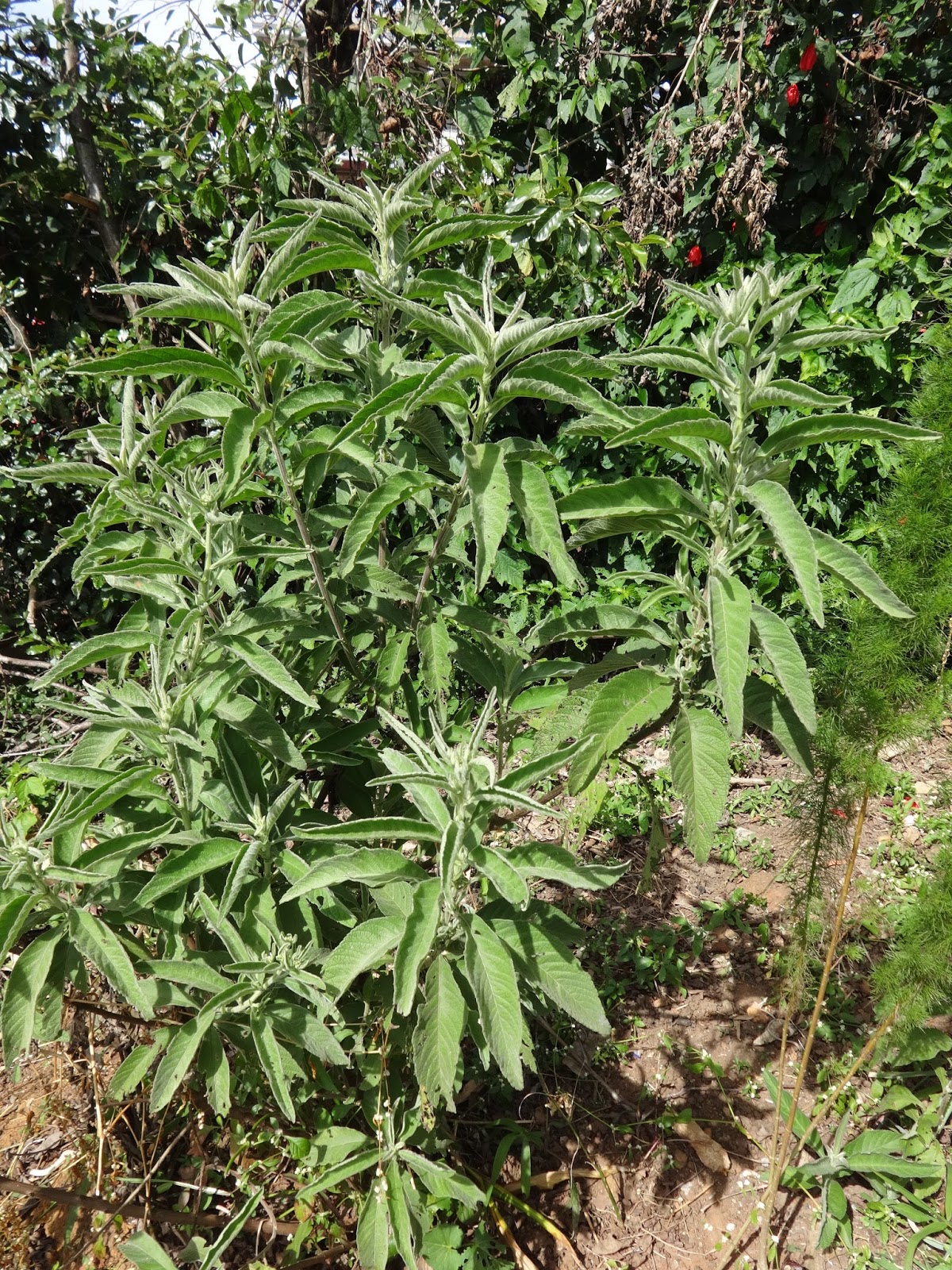 Sambong Or Blumea Balsamifera Plant And Tea Printable Wall Art