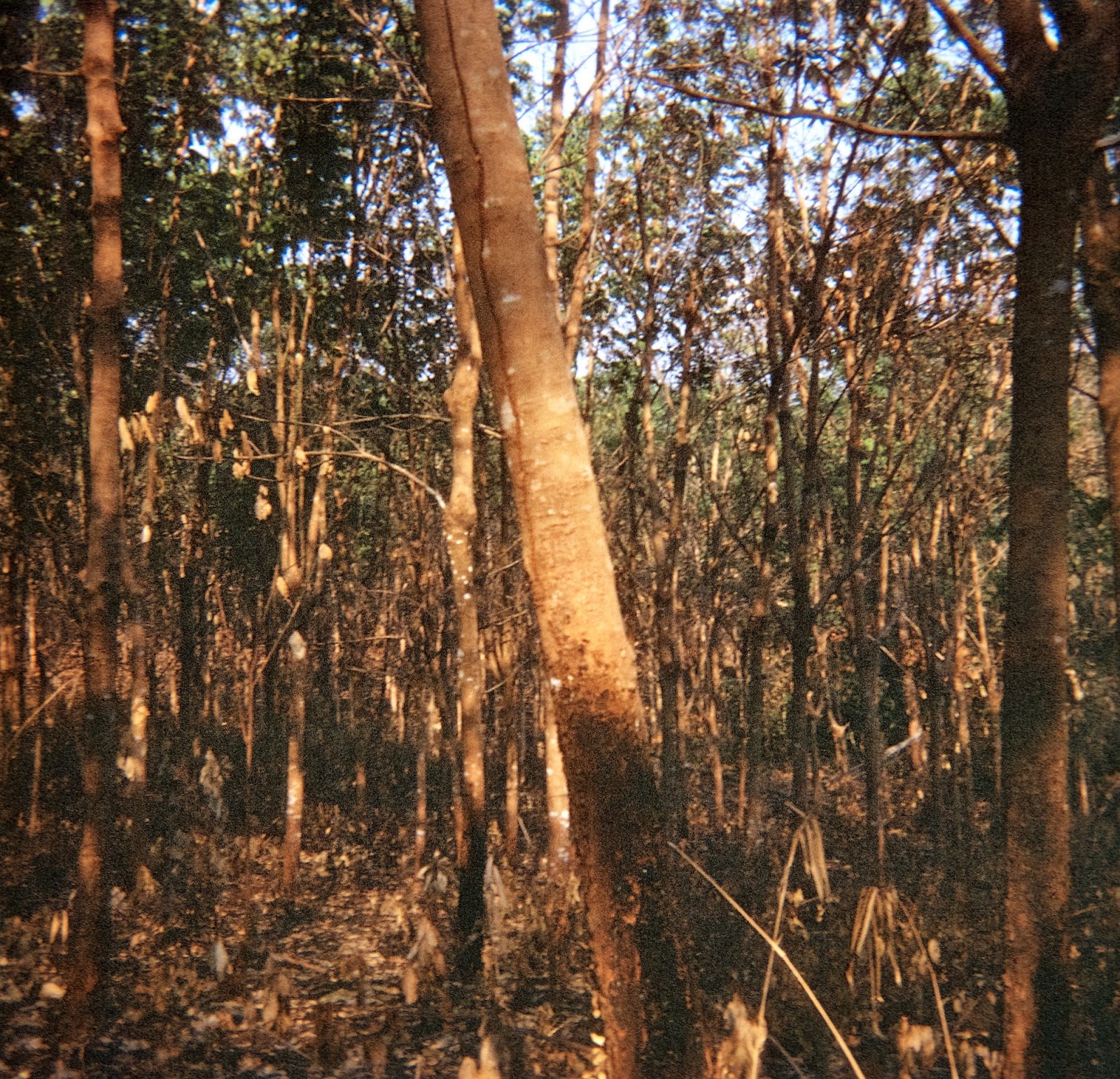 Snapshots from the Vietnam War Rubber Tree Plantation
