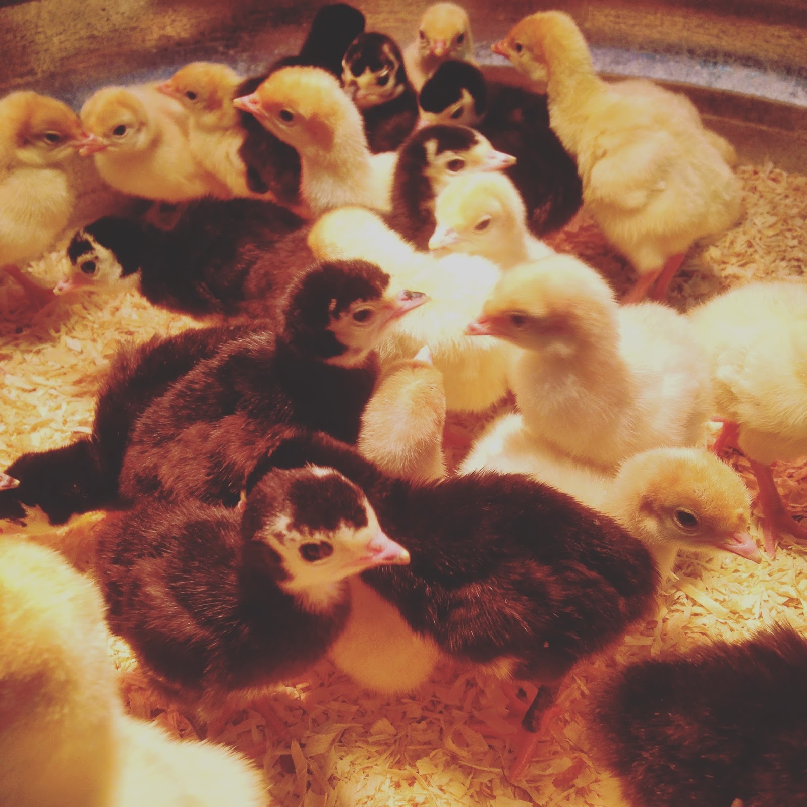 360 Farm and Pet Turkey chicks have arrived!