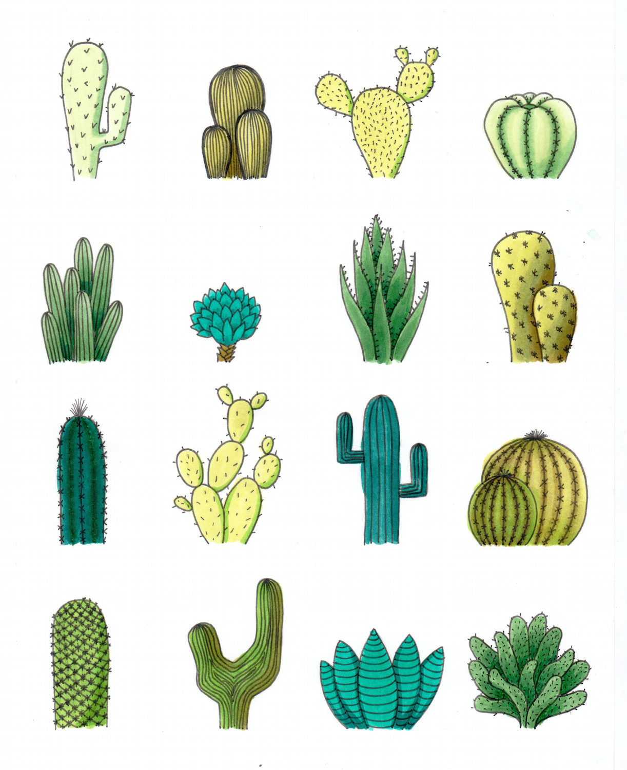Cactus drawing, Cactus illustration, Cactus painting