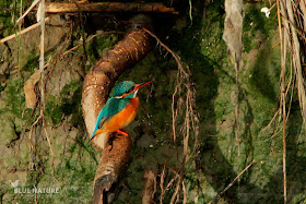 Martín pescador común - Common kingfisher - Alcedo atthis Plumaje y coloración del pico de hembra adulta. La mandíbula inferior presenta un color naranja extendido ausente en los machos.