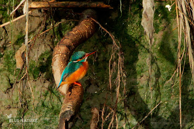 Martín pescador común - Common kingfisher - Alcedo atthis Plumaje y coloración del pico de hembra adulta. La mandíbula inferior presenta un color naranja extendido ausente en los machos. Martín pescador común - Common kingfisher - Alcedo atthis Plumaje y coloración del pico de hembra adulta. La mandíbula inferior presenta un color naranja extendido ausente en los machos.