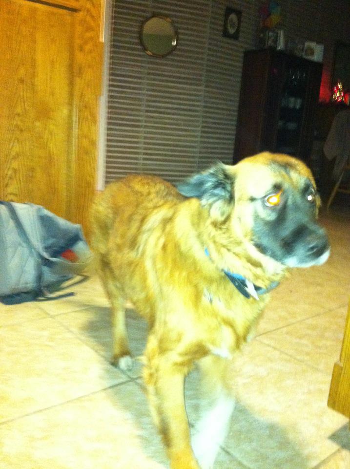 bloomingdale lost dog German Shepherd mix