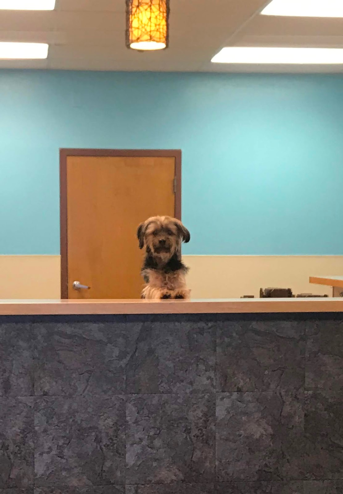 Hoosier Doggy Daycare and Boarding Doggy of the Week... Max!