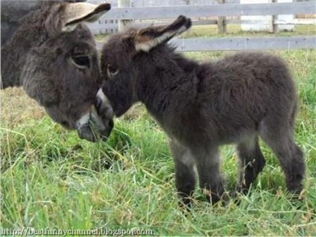  Cute Donkey.