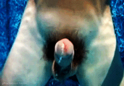 SUMERGIDA%2BSEMEN%2Bscreamhot.tumblr%2Btumblr_n9hqrmK1c21tngtqno8_400.gif