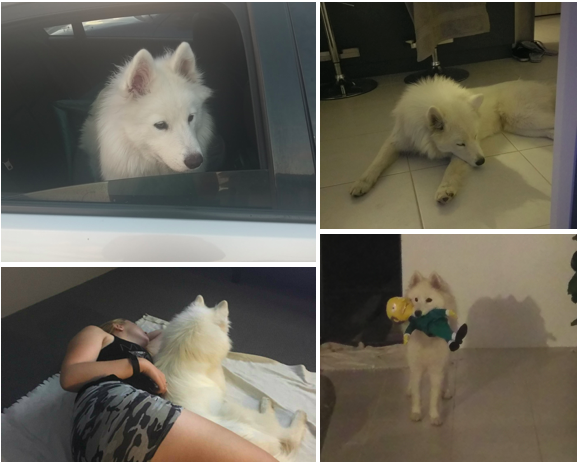 Puppy! I got a new Samoyed puppy