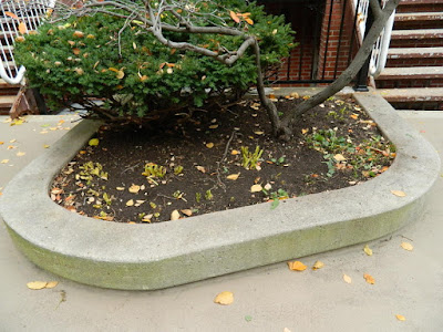 Toronto Garden District Fall Cleanup After by Paul Jung Gardening Services--a Toronto Organic Gardening Company Toronto Garden District Fall Cleanup After by Paul Jung Gardening Services--a Toronto Organic Gardening Company