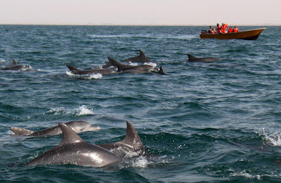 Dolphins of Hengam Island swimming around the boats.