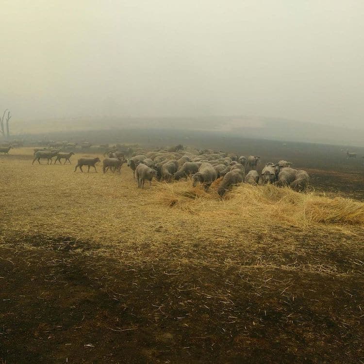 Patsi, A Brave Dog, Rescued 900 Sheep From The Deadly Flames In Australia