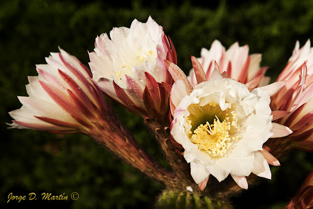 Flor cactus Echinopsis spachiana