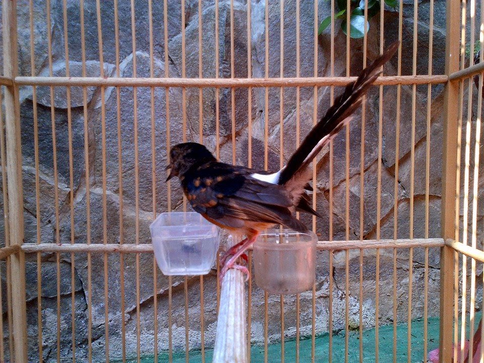 Fram Mas ANAKAN MURAI BATU MEDAN USIA 8 BULAN // Mahar Rp