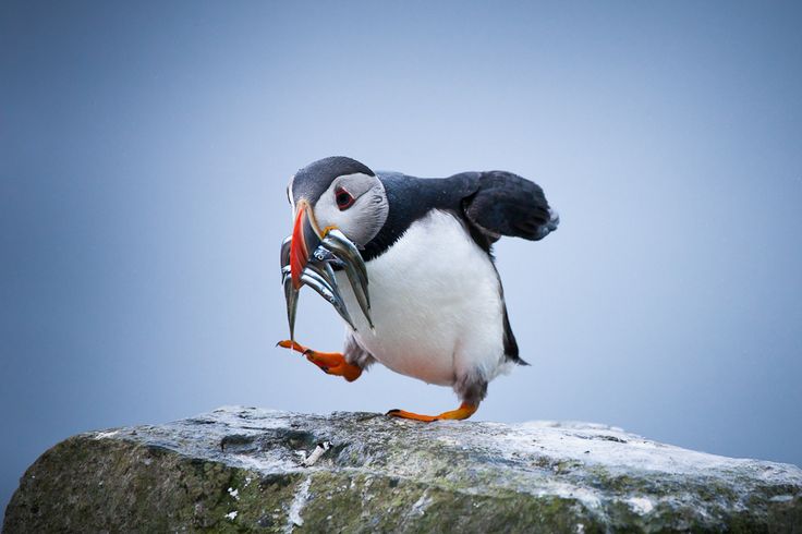 Burung Puffin di Lautan