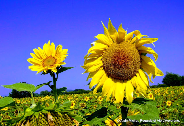 paysage d'été, tournesol