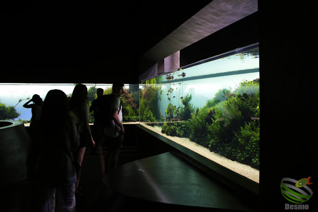 リスボン水族館 『水中の森』