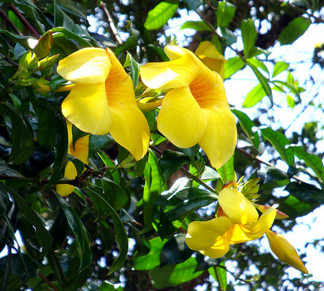 Benefits Golden Trumpet Common Allamanda Allamanda Cathartica Benefits Plant For Health