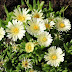 Planting Sedums Makes Your Fall Colourful