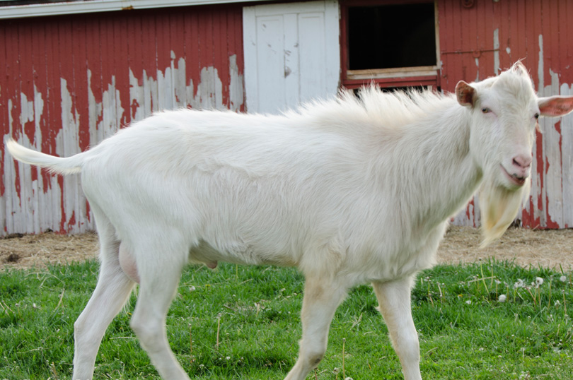 20+ Bakra EID HD Wallpapers Free Download Free HD Wallpapers