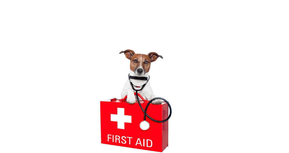 Are You Prepared To Give First Aid To Your Dog are-you-prepared-to-give-first-aid-to-your-dog